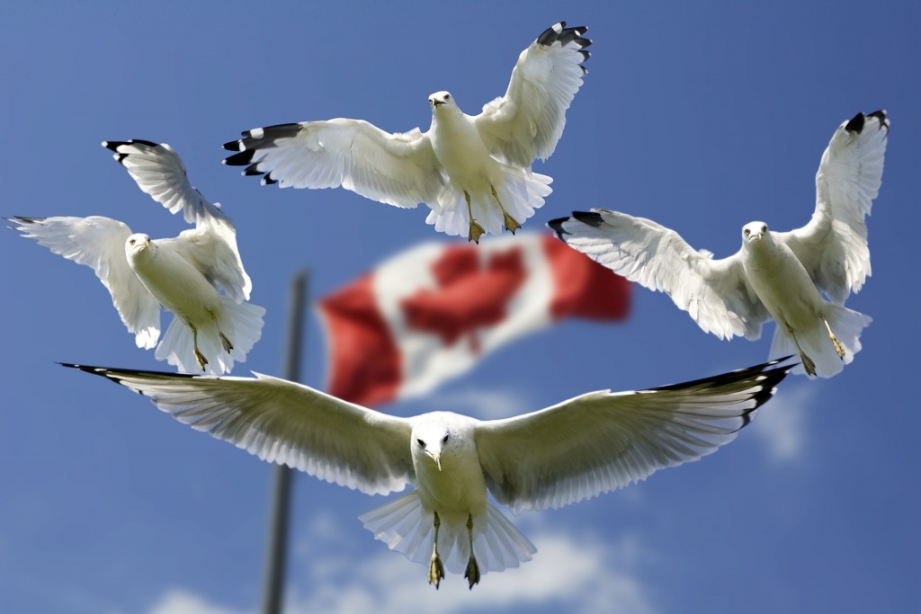 Stunning Canada Idioma Que Se Habla Photo in 4K Stunning Canada Idioma Que Se Habla Photo in 4K